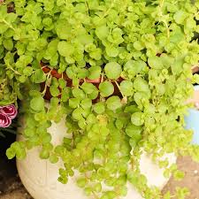 Attēlu rezultāti vaicājumam “Lysimachia nummularia”