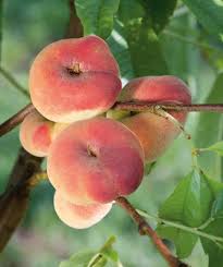 Image result for donut peach