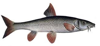 Image result for Squalius vardarensis