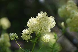 Attēlu rezultāti vaicājumam “Thalictrum lucidum”