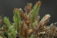 Attēlu rezultāti vaicājumam “Pohlia cruda”