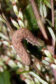 Attēlu rezultāti vaicājumam “Hadula trifolii”