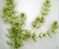 Attēlu rezultāti vaicājumam “Chara contraria”