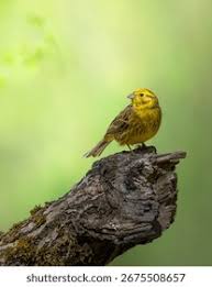 Attēlu rezultāti vaicājumam “Emberiza citrinella juvenile”