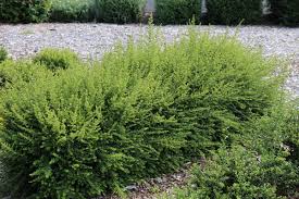 Attēlu rezultāti vaicājumam “Lonicera”