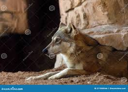 Image result for canis lupus arabs
