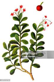 Attēlu rezultāti vaicājumam “Arctostaphylos uva-ursi fruit”