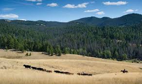 Image result for Weston Rhyn Wolves