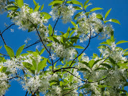 Attēlu rezultāti vaicājumam “Chionanthus virginicus flower”