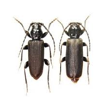 Attēlu rezultāti vaicājumam “Tetropium fuscum”