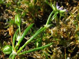 Attēlu rezultāti vaicājumam “Spergularia marina bud”