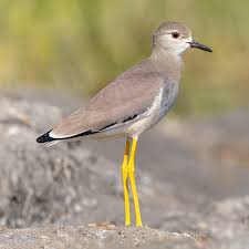 Attēlu rezultāti vaicājumam “Vanellus vanellus adult”