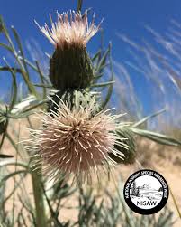Attēlu rezultāti vaicājumam “Centaurea stoebe”