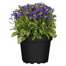 Image result for Lobelien