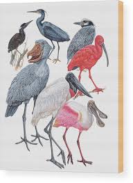 Attēlu rezultāti vaicājumam “Ciconiiformes”