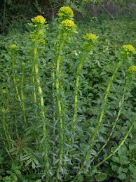 Attēlu rezultāti vaicājumam “Euphorbia palustris flower”