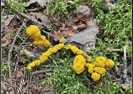 Attēlu rezultāti vaicājumam “Fuligo septica var. flava young”