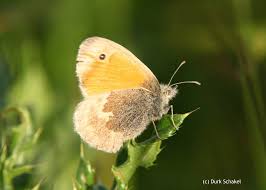 Attēlu rezultāti vaicājumam “Coenonympha hero underside”
