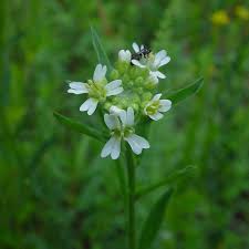 Attēlu rezultāti vaicājumam “Berteroa incana fruit”