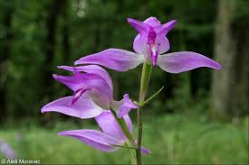 Attēlu rezultāti vaicājumam “Cephalanthera rubra flower”