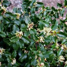 Attēlu rezultāti vaicājumam “Ilex x meserveae”