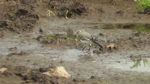 Attēlu rezultāti vaicājumam “Motacilla alba juvenile”