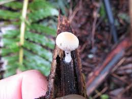 Attēlu rezultāti vaicājumam “Pistillaria sp.”