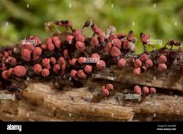 Attēlu rezultāti vaicājumam “Craterium leucocephalum stalked”