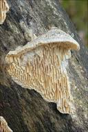 Attēlu rezultāti vaicājumam “Antrodia albida”