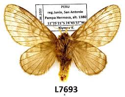 Attēlu rezultāti vaicājumam “Lasiocampidae”