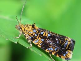 Attēlu rezultāti vaicājumam “Celypha siderana”