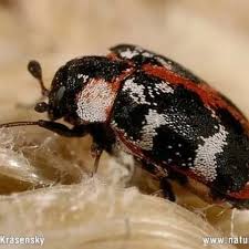 Attēlu rezultāti vaicājumam “Dermestidae”