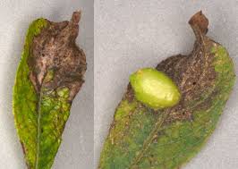 Attēlu rezultāti vaicājumam “Euura pedunculi”