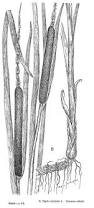 Attēlu rezultāti vaicājumam “Typha latifolia”