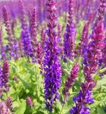 Attēlu rezultāti vaicājumam “Salvia nemorosa flower”