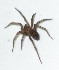 Attēlu rezultāti vaicājumam “Tegenaria sp.”