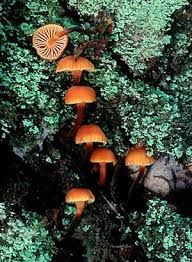 Attēlu rezultāti vaicājumam “Xeromphalina campanella”