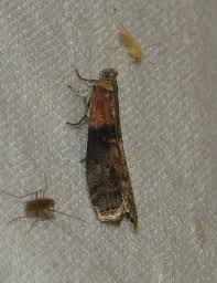 Attēlu rezultāti vaicājumam “Sciota adelphella”