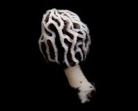 Attēlu rezultāti vaicājumam “Phleogena faginea sessile”