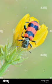 Attēlu rezultāti vaicājumam “Trichodes apiarius”