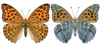 Attēlu rezultāti vaicājumam “Argynnis paphia female”