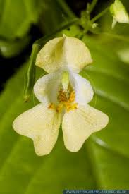 Attēlu rezultāti vaicājumam “Impatiens parviflora flower”