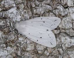 Attēlu rezultāti vaicājumam “Spilosoma lubricipeda”