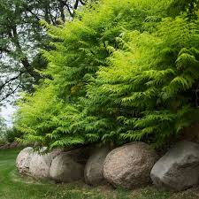 Attēlu rezultāti vaicājumam “Diderma radiatum young”