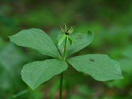 Attēlu rezultāti vaicājumam “Paris quadrifolia flower”