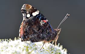 Attēlu rezultāti vaicājumam “Vanessa atalanta underside”