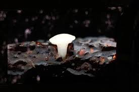 Attēlu rezultāti vaicājumam “Hymenoscyphus sp.”