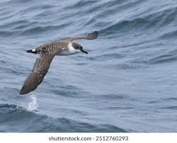 Image result for Puffinus gravis