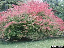 Attēlu rezultāti vaicājumam “Euonymus flower”