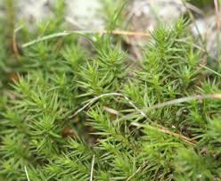 Attēlu rezultāti vaicājumam “Polytrichum juniperinum”